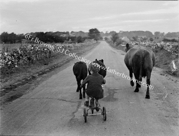 CHILD ON TRIKE DRIVING COWS